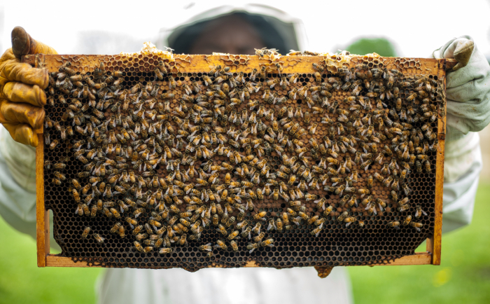 Understanding Why Honeybees Are So Important To Agriculture 