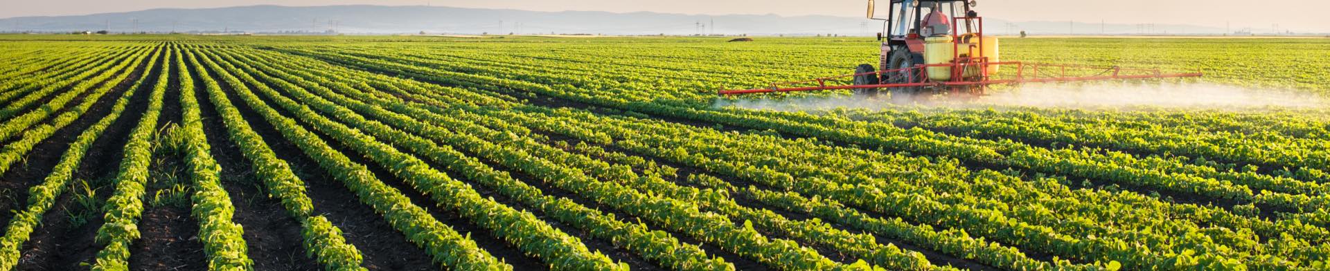 Crops being sprayed by tractor 