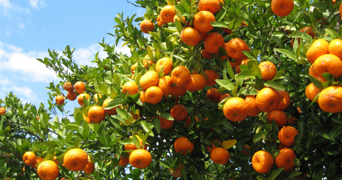 Orange trees