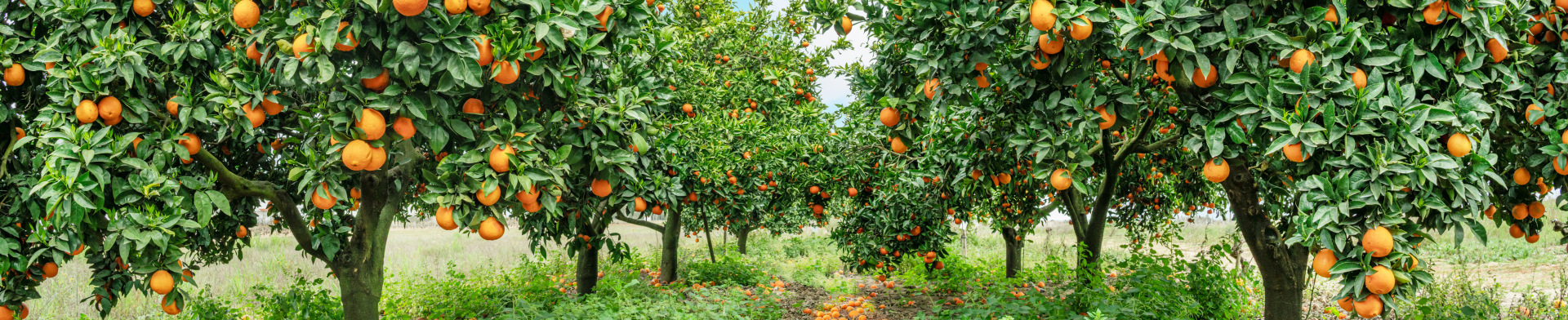 An apple orchard with a bounty of apples on the trees.