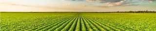 A wide view of a crop field.