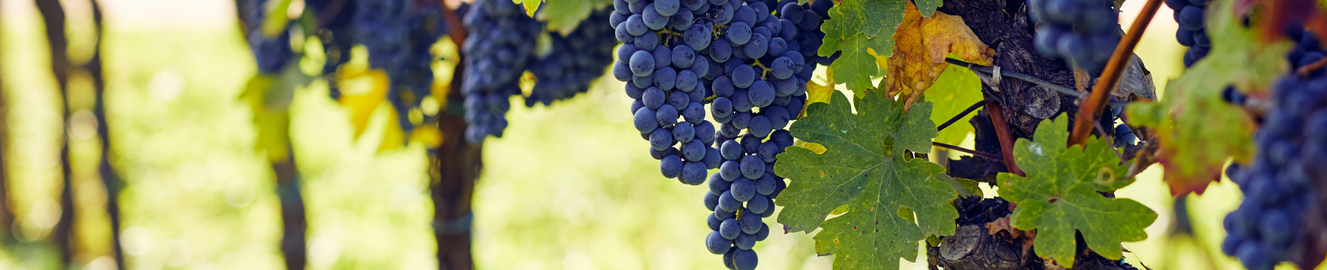 Several bunches of grapes on a grape vine.