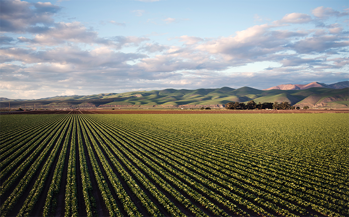 A wide view on a crop field with mountains in the background.